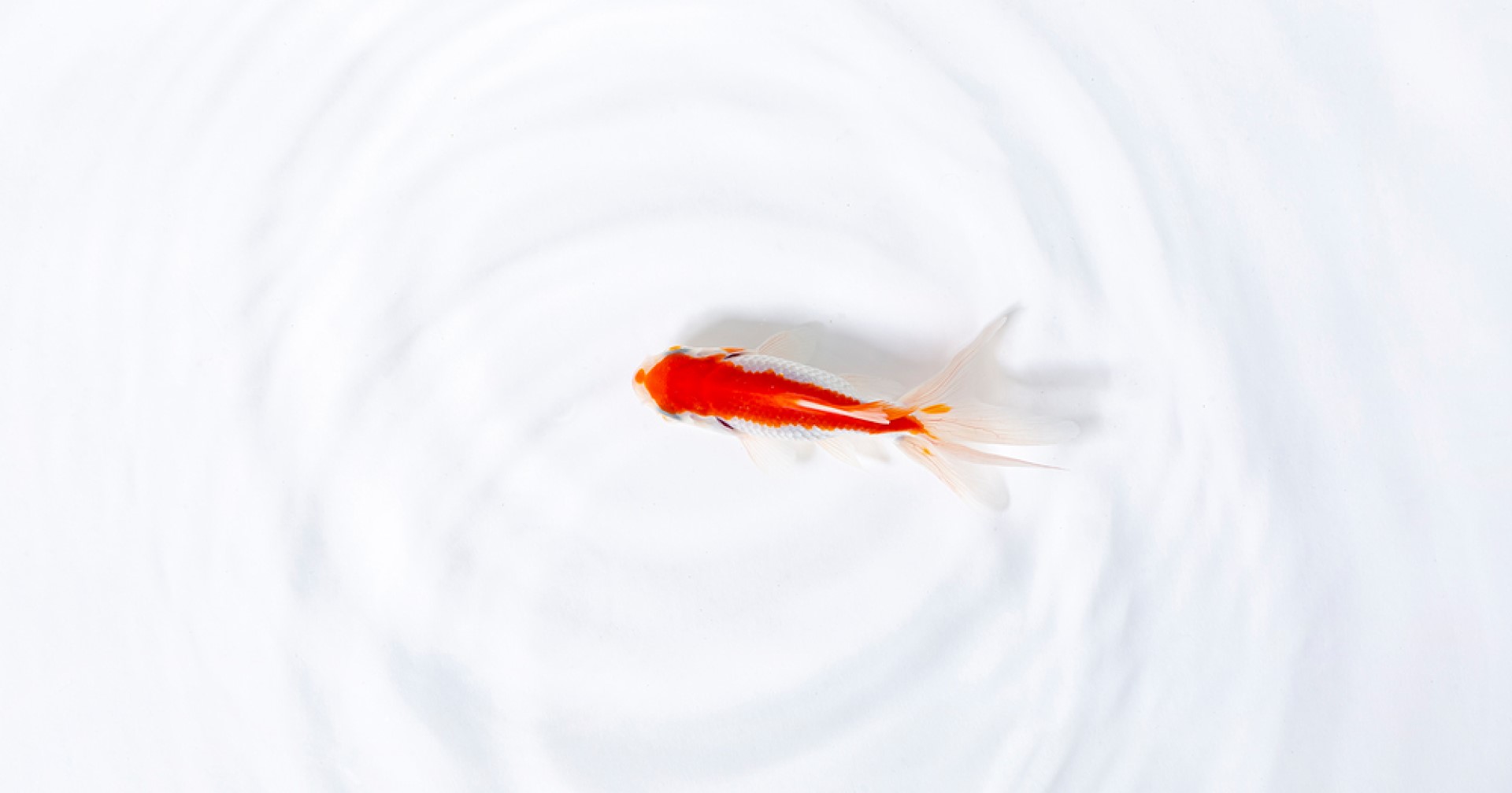 세션1 배경 사진